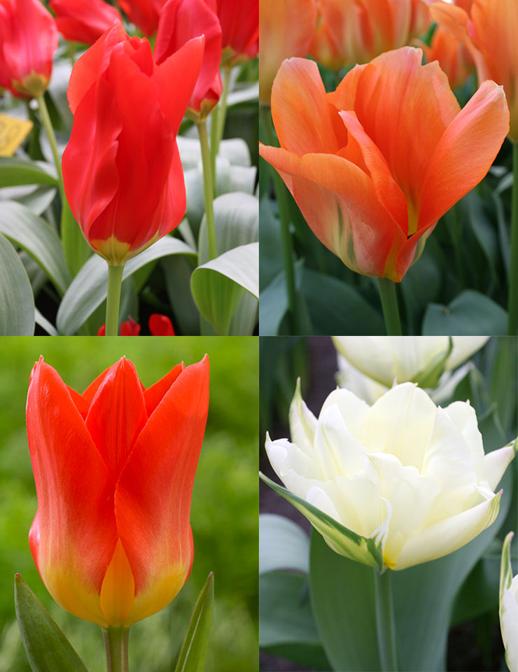 Fosteriana Tulip Collection 