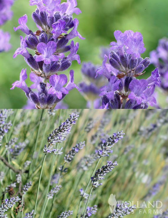 Fragrant Lavender Pre-Potted Duo