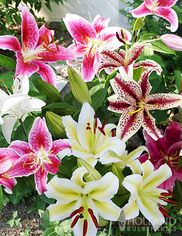Fragrant Perennial and Lily Grab Bag - 89512