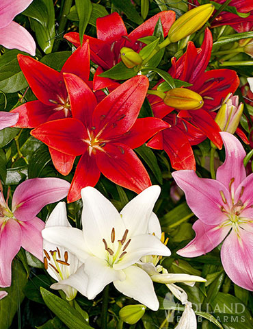 Fragrant Perennial and Lily Grab Bag - 89512