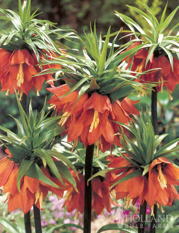 Frantic for Fritillaria Collection - 87108