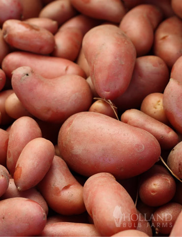 French Fingerling Organic Potatoes - 75106