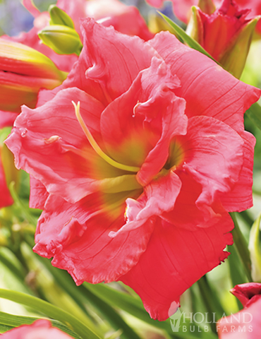 Frenzy of Pink Daylily Collection - 86139
