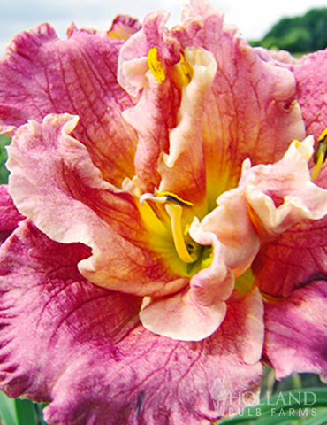 Frenzy of Pink Daylily Collection - 86139