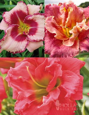 Frenzy of Pink Daylily Collection 