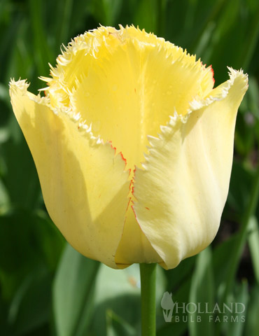 Fringed Elegance Fringed Tulip 