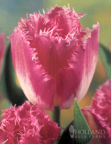 Fringed Tulip Collection - 88276