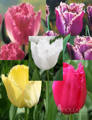 Fringed Tulip Collection 