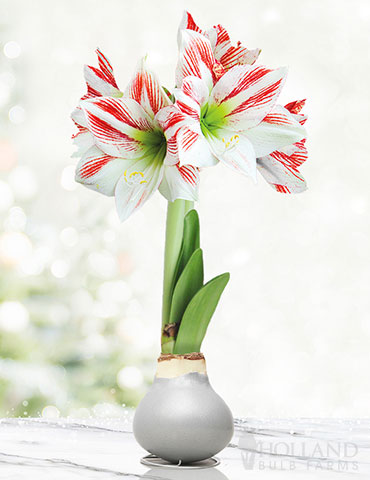 Frosted Sugar Cookie Waxed Amaryllis