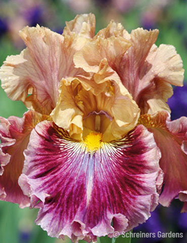 Funday Monday Bearded Iris tall bearded iris, flowers that bloom in late spring, bearded irises for sale, buy bearded iris, bearded iris rhizomes, giant bearded iris 