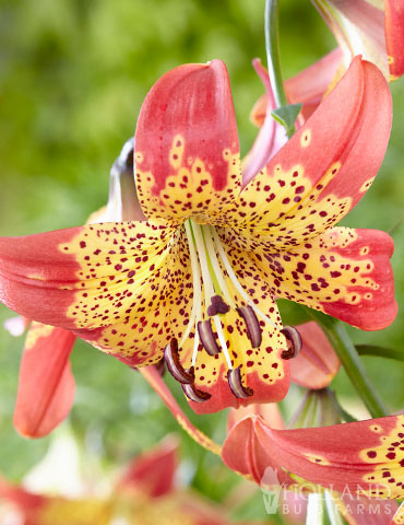 Fusion Hybrid Lily 