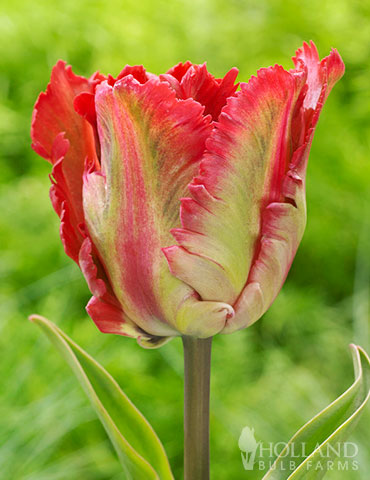 Garden Fire Parrot Tulip 