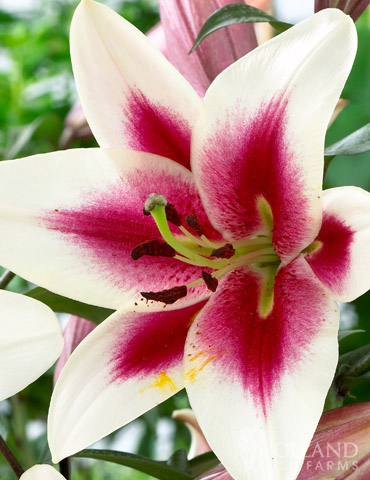 Garden Pleasure Orienpet Lily - 86102