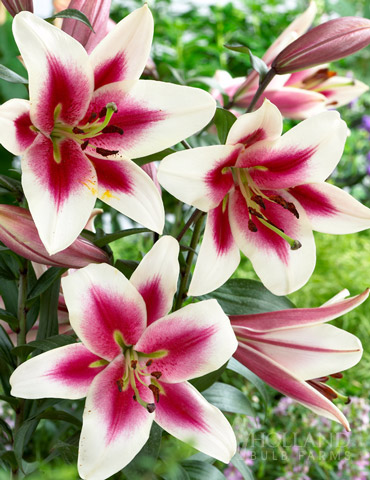 Garden Pleasure Orienpet Lily 