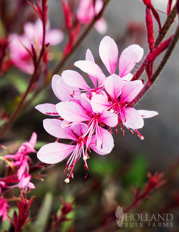 Gaura Bantam Pink Pre-Potted Duo