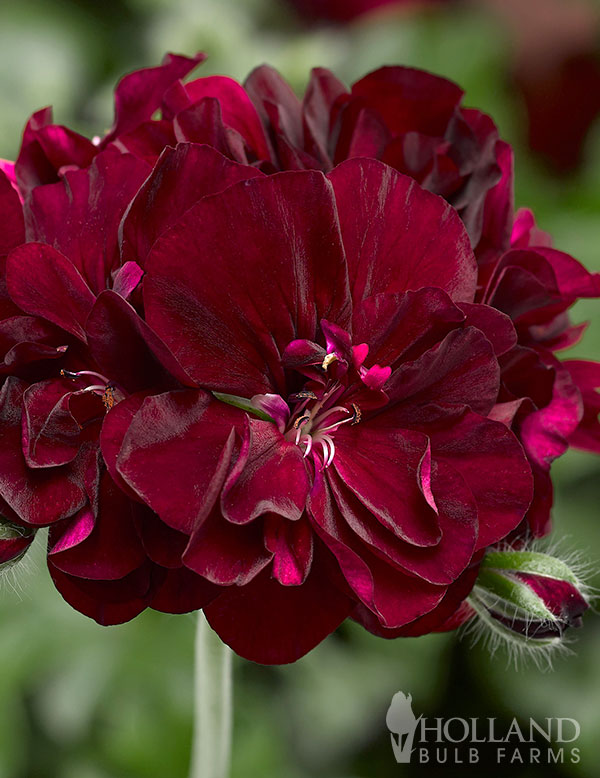 Geranium Ivy League Burgundy Plant Start Trio