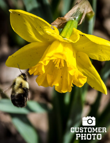 Gigantic Star Daffodil, Holland Bulb Farms