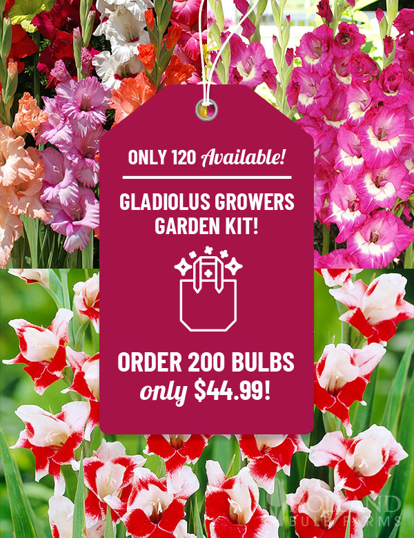 Gladiolus Growers Garden Kit