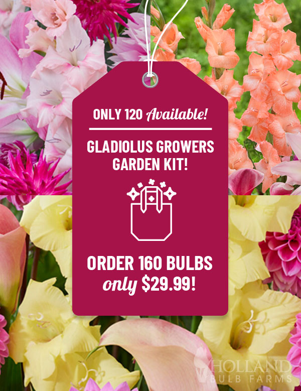 Gladiolus Growers Garden Kit