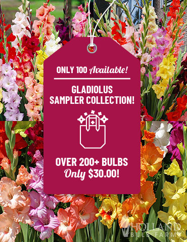 Gladiolus Sampler Special Collection bulk gladiolus, sale on flower bulbs, gardening deals, flowers online cheap, best place to buy bulbs online, Gladiolus bulbs wholesale, wholesale flower bulbs