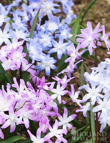 Glory of the Snow Luciliae Mix glory of the snow for sale, glory of the snow bulbs, mixed glory of the snow, glory of the snow mix, chionodoxa luciliae, early spring flowers, what flowers bloom first in spring 