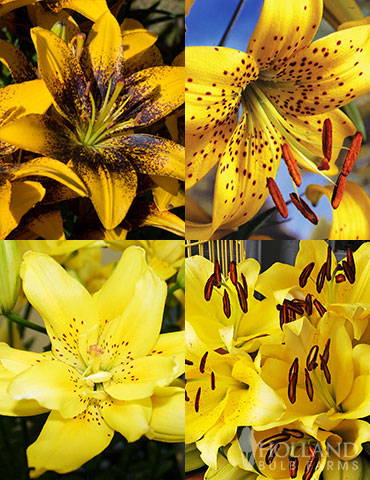 Asiatic Lilies Yellow Lily Flowers Glowing Sunshine Lily Collection