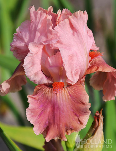 Go Chloe Bearded Iris tall bearded iris, bearded iris bulbs, bearded iris rhizomes, pink bearded iris, pink flowers, pink perennial flowers, pink flowers in late spring 