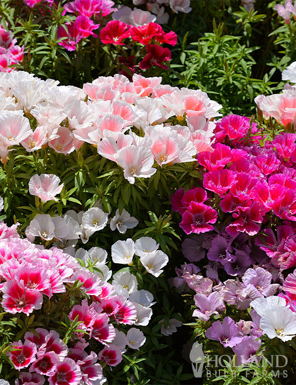 Godetia Dwarf Mixed Seeds