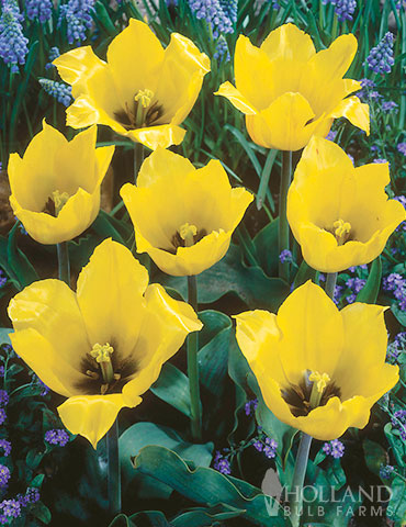 Gold West Greigii Tulips - 88398