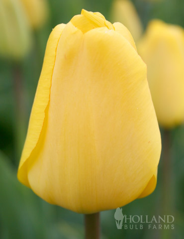 Golden Apeldoorn Darwin Hybrid Tulip 