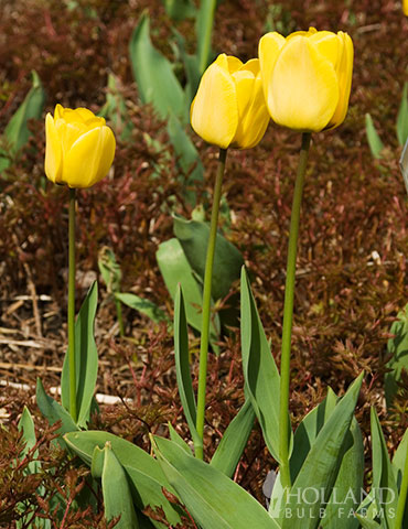 Golden Apeldoorn Darwin Hybrid Tulip - 88286