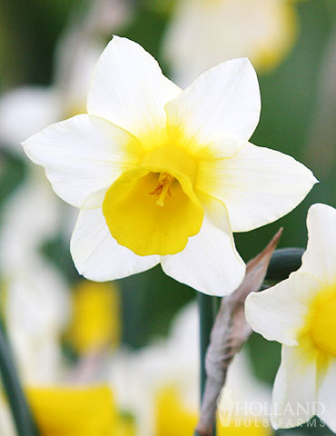 Golden Echo Miniature Daffodil