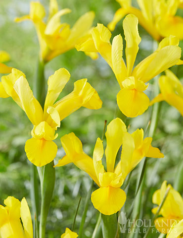 Golden Harvest Dutch Iris - 85174