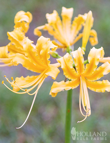 Golden Spider Lily spider lily bulbs, lyrcois bulbs for sale, lycoris radiata, spider lilies flower, surprise lily, yellow spider lily meaning