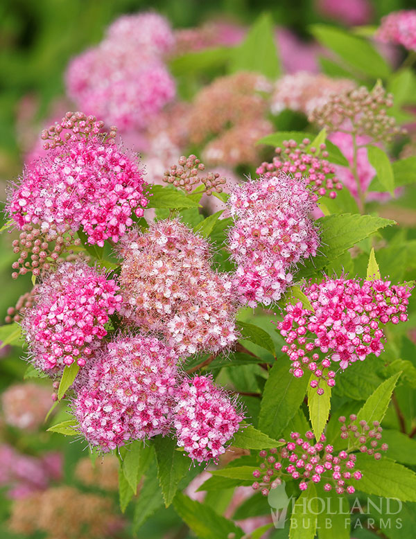 Goldmound Pink Spirea Pre-Potted Shrub