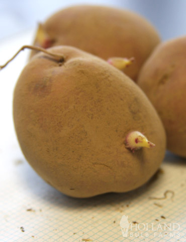 Goldrush Russet Seed Potatoes - 75105