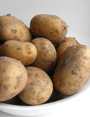 Goldrush Russet Seed Potatoes 