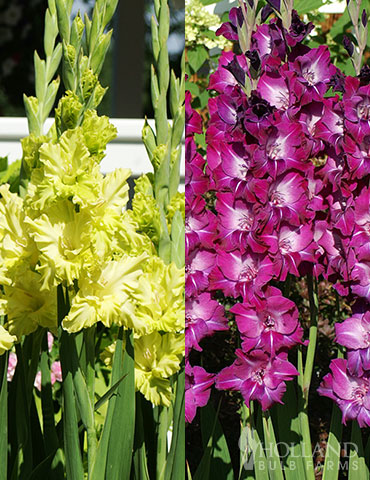 Grape Gladiolus Collection  green gladiolus, purple gladiolus, gladiolus bulbs for sale, buy gladiolus online, purple flowers in summer, purple flowers, green flowers 