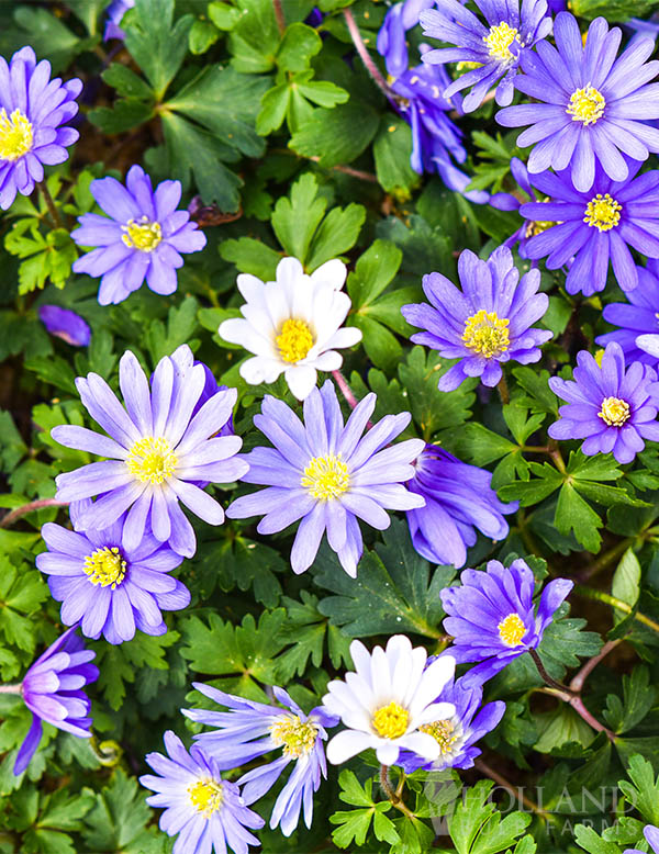 Grecian Windflower Jumbo Pack 