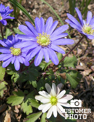 Grecian Windflower or Mixed Anemone - 83143