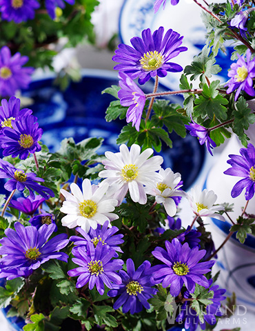 Grecian Windflower or Mixed Anemone - 83143