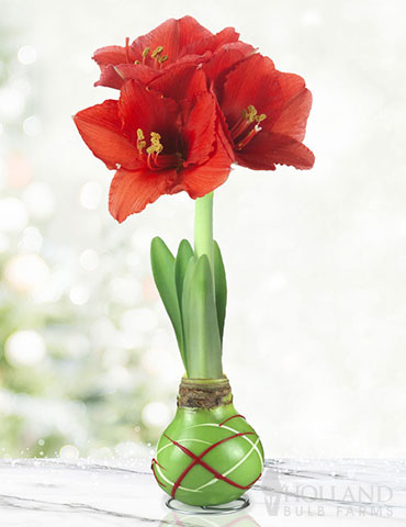 Green Picasso Base Waxed Amaryllis Green Picasso Waxed Amaryllis, One of a Kind Gift, No Watering Needed, No Maintenance Flower Bulb