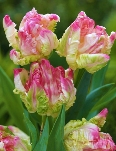 Green Wave Parrot Tulips - 88225