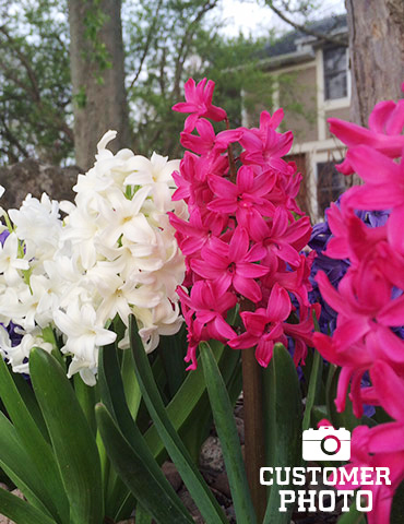 Grower Special Hyacinth Mix 50 Pack 