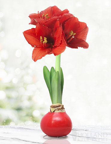Happiness Waxed Amaryllis Red Waxed Amaryllis, Holiday Decor, Special Occasion Gift, Hand-Dipped in Wax