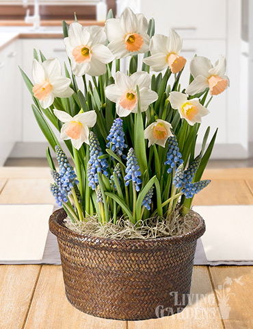 Happy Spring Potted Bulb Garden daffodils indoors, indoor bulb planter, indoor bulb garden gifts, bulb gardens for indoor growing, potted bulb garden gifts, grape hyacinths in pots, gifts for gardeners, daffodils in pots, growing daffodils in pots