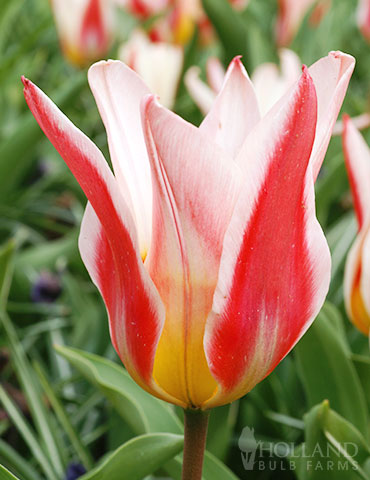Hearts Delight Kaufmannian Tulip 