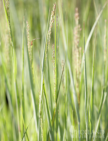 Heavy Metal Switch Grass panicum virgatum, metal grass, panicum heavy metal companion, blue switchgrass, ornamental grasses, switchgrass