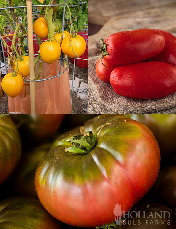 Heirloom Tomato Plant Start Trio