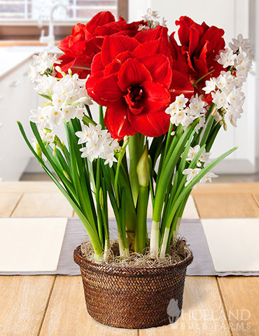 Holiday Spirit Potted Bulb Garden